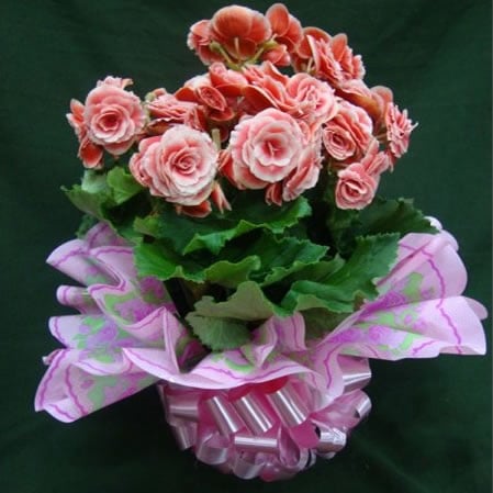 Plantas